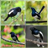 Master magpie Champion