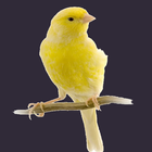 Icona Masteran Kicau Burung Kenari Videos