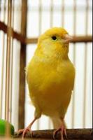 2 Schermata Masteran Kicau Burung Kenari Videos