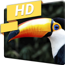 Macro Camera Turtle Parrot LWP APK