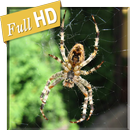Real Spider in Phone 3D LWP APK