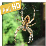 Real Spider in Phone 3D LWP