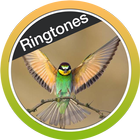 Birds Ringtones icône