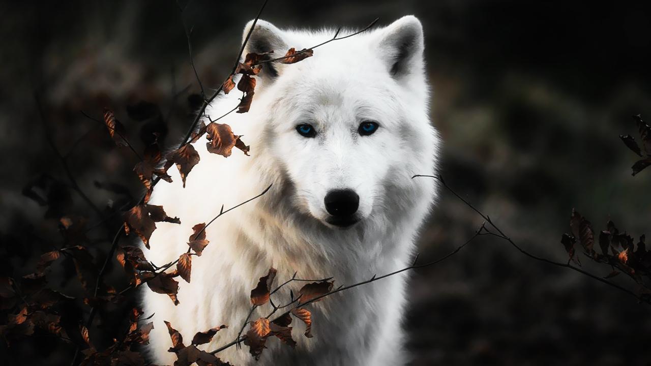 Living wolfs. Гордый волк. Белый волк в очках. Белый волк на снегу. Волк с белой меткой.
