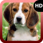 Beagle Wallpaper biểu tượng