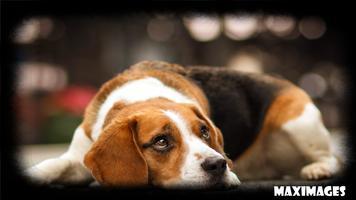 Beagle Wallpaper ảnh chụp màn hình 3