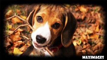 Beagle Wallpaper Affiche