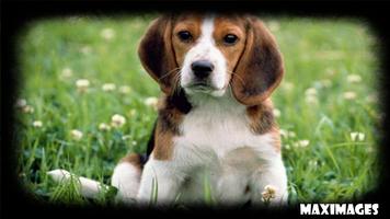 Beagle Wallpaper syot layar 1