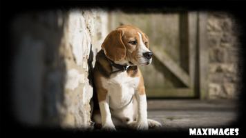 Beagle Wallpaper syot layar 2