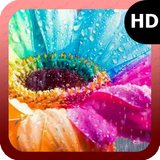 Color Flower Wallpaper أيقونة