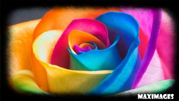 Color Flower Wallpaper Cartaz