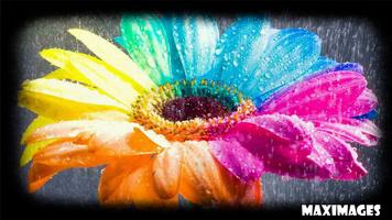 Color Flower Wallpaper 스크린샷 1