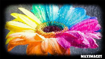 Color Flower Wallpaper स्क्रीनशॉट 1