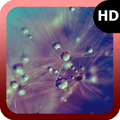 Dandelion Wallpaper
