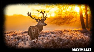 Deer Wallpaper capture d'écran 1