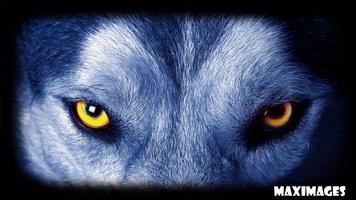 Wolf Eyes Wallpaper Affiche