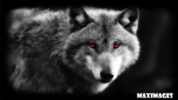 Wolf Eyes Wallpaper capture d'écran 3