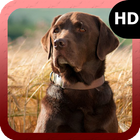 Labrador Dog Wallpaper أيقونة