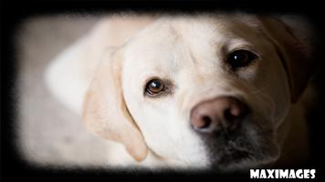 برنامه‌نما Labrador Dog Wallpaper عکس از صفحه