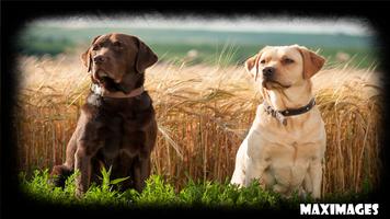 Labrador Dog Wallpaper poster