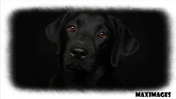 Labrador Dog Wallpaper 스크린샷 2