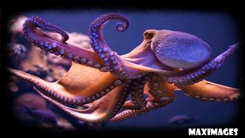 Octopus Wallpaper Affiche