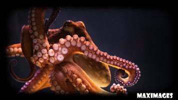 Octopus Wallpaper ภาพหน้าจอ 1