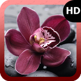 Orchid Wallpaper icon