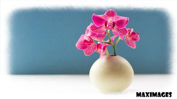 Orchid Wallpaper ảnh chụp màn hình 1