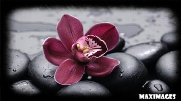 Orchid Wallpaper ảnh chụp màn hình 2