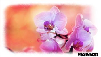 Orchid Wallpaper ảnh chụp màn hình 3