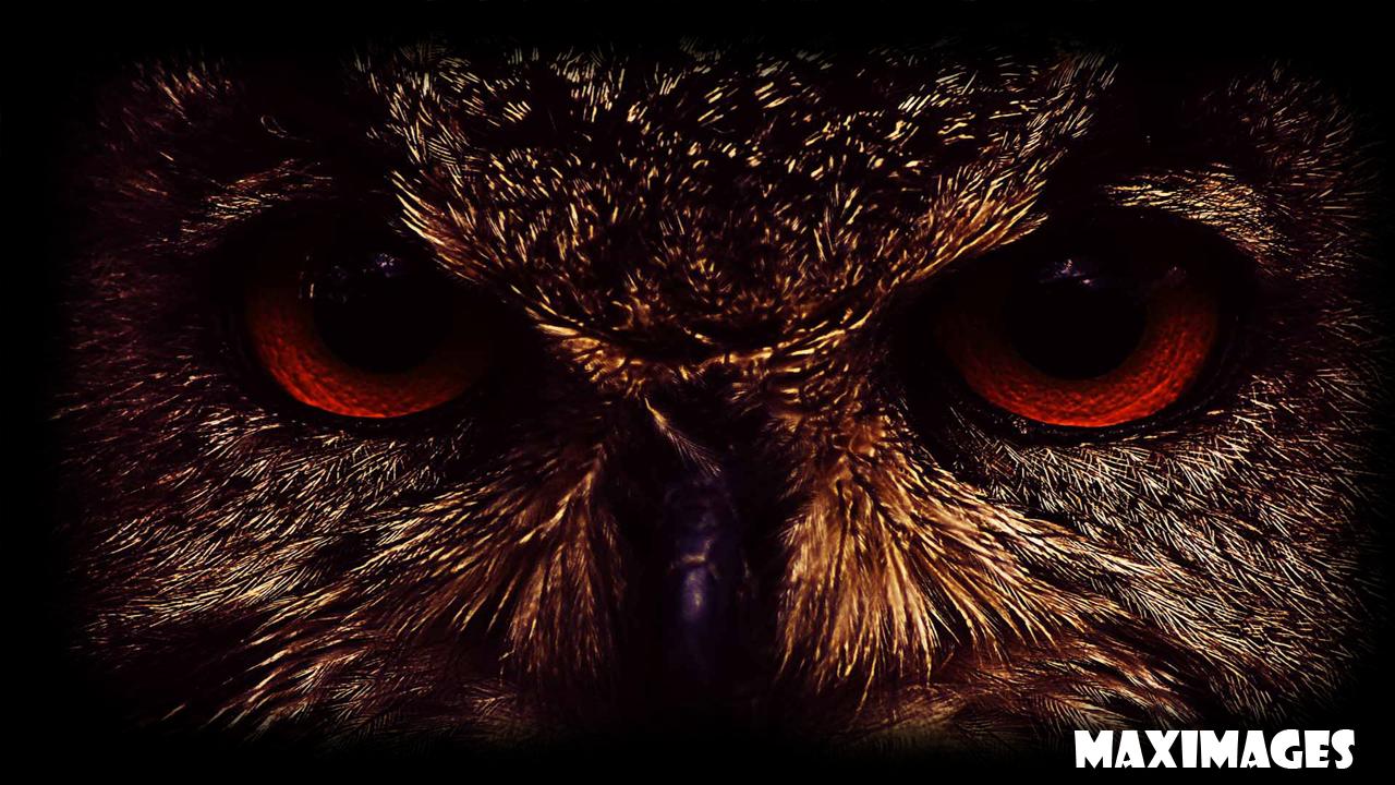 Tải xuống APK Owl Eye Wallpaper cho Android Tải xuống APK Owl Eye Wallpaper cho Android