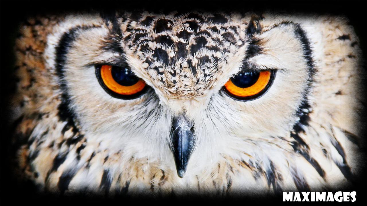 Tải xuống APK Owl Eye Wallpaper cho Android Tải xuống APK Owl Eye Wallpaper cho Android