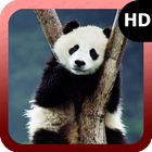 Panda Wallpaper biểu tượng