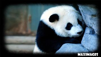 Panda Wallpaper Affiche