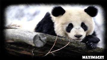 Panda Wallpaper ảnh chụp màn hình 1