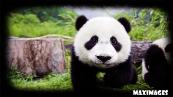 Panda Wallpaper स्क्रीनशॉट 2