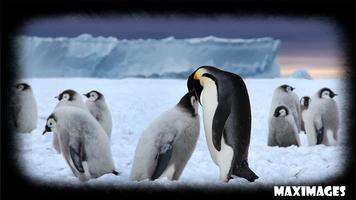 Penguin Wallpaper اسکرین شاٹ 1