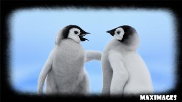 Penguin Wallpaper اسکرین شاٹ 2