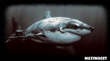 Shark Wallpaper স্ক্রিনশট 1