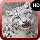 Snow Leopard Wallpaper icône