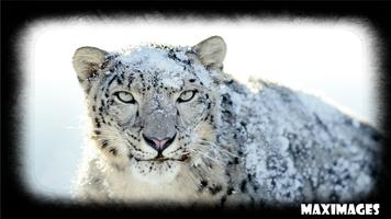 Snow Leopard Wallpaper Affiche