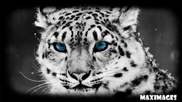 Snow Leopard Wallpaper capture d'écran 1