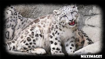 Snow Leopard Wallpaper capture d'écran 3
