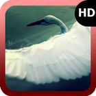 Swan Wallpaper icono