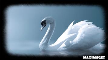 Swan Wallpaper capture d'écran 3