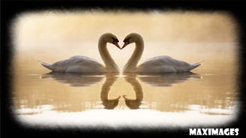 Swan Wallpaper Affiche