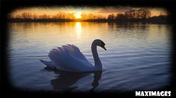 Swan Wallpaper captura de pantalla 1