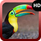 Tucan Wallpaper icon