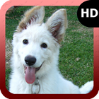 White German Shepherd アイコン